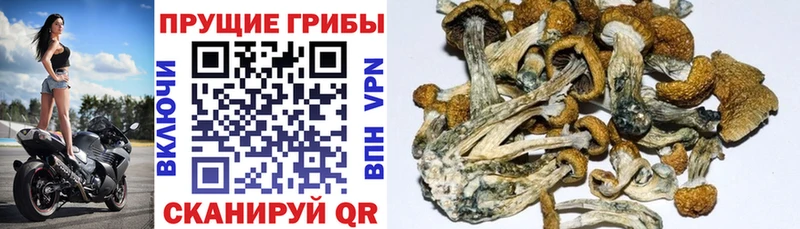 Псилоцибиновые грибы мухоморы  Железногорск 